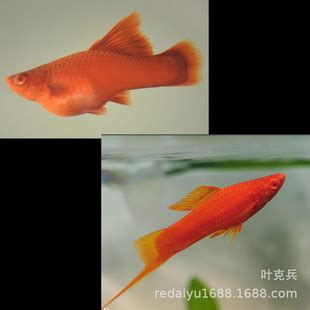 紅色觀賞魚|紅箭魚:形態特徵,生活習性,生長繁殖,飼養,膚霉病,歷史演進,飼養方。